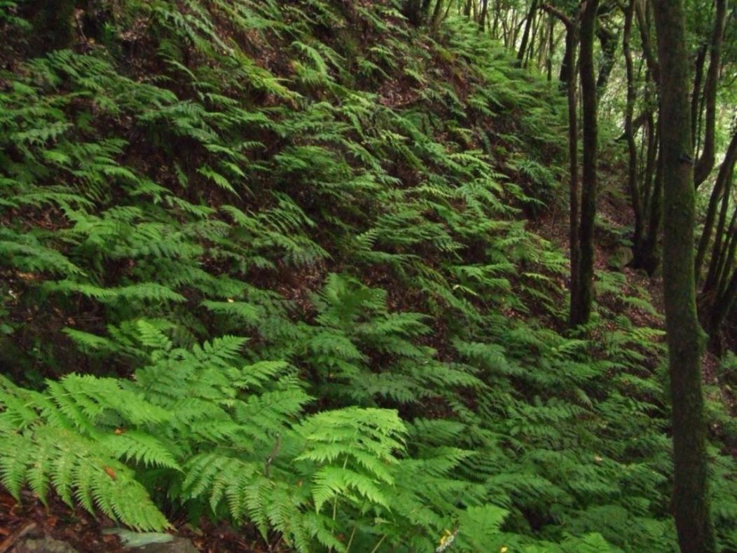 Casa Del Cu Bano A- Biosphere Reserve Taganana Zewnętrze zdjęcie